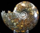 Cleoniceras Ammonite Fossil - Madagascar #32542-1